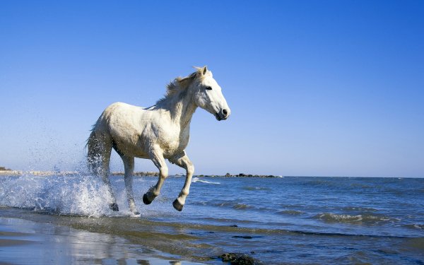 Animal Horse Ocean Water Beach HD Wallpaper | Background Image