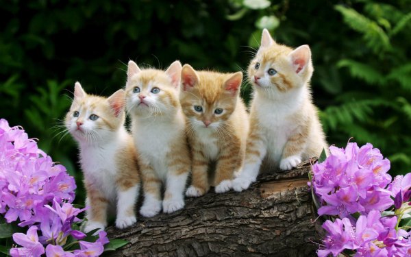Tiere Katze Katzen Kitten Süß Frühling Baby Animal Pet HD Wallpaper | Hintergrund