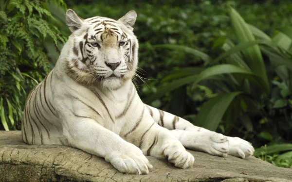 HD desktop wallpaper and background featuring a majestic white tiger resting on a rock with lush green foliage in the background.