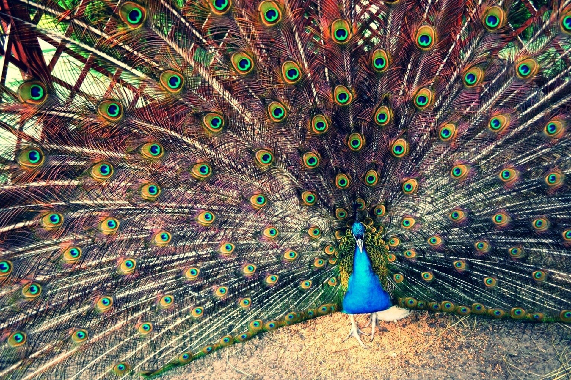 Animal Peacock HD Wallpaper | Background Image