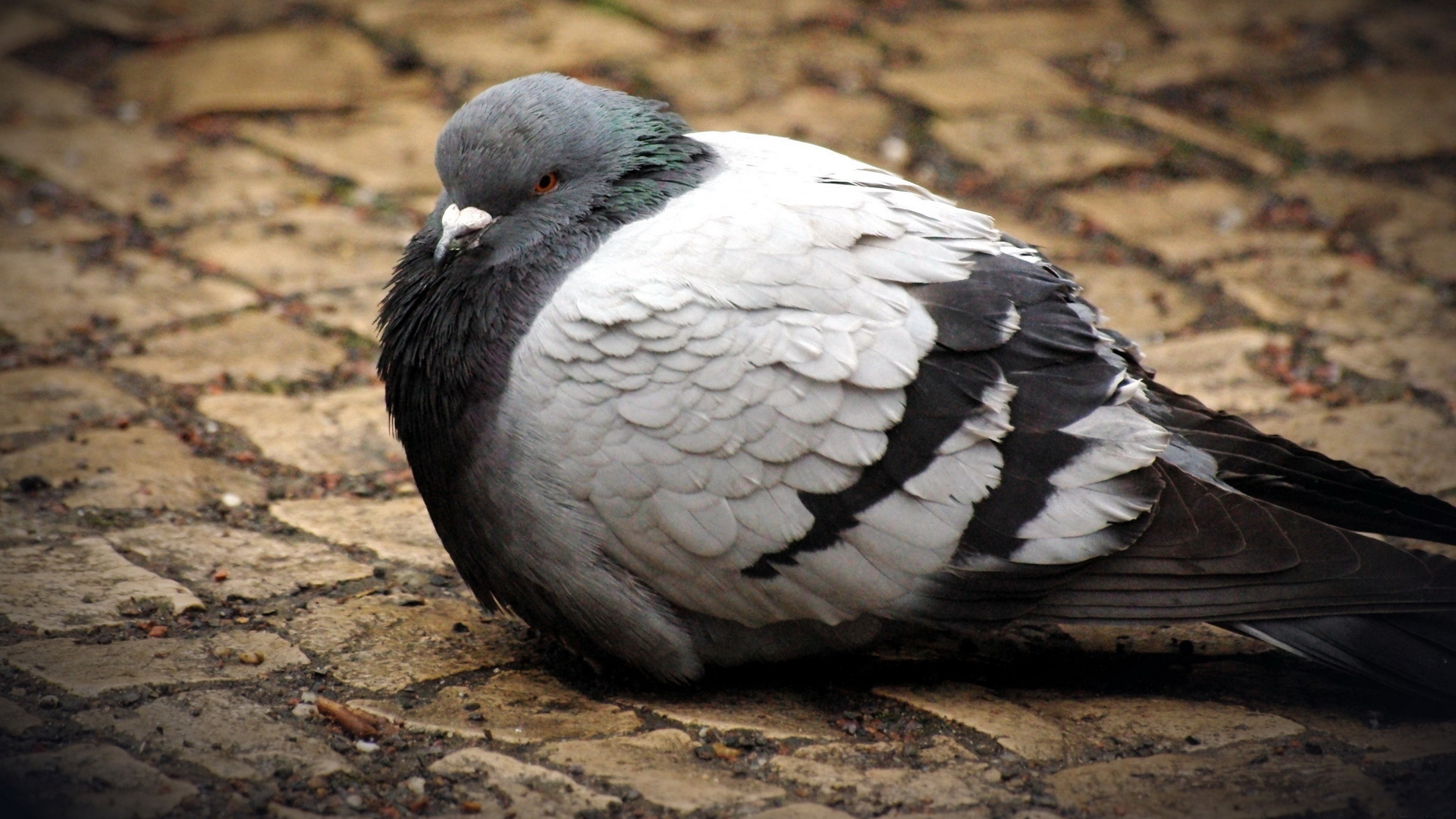 Download Bird Animal Pigeon HD Wallpaper Download Bird Animal Pigeon HD Wallpaper