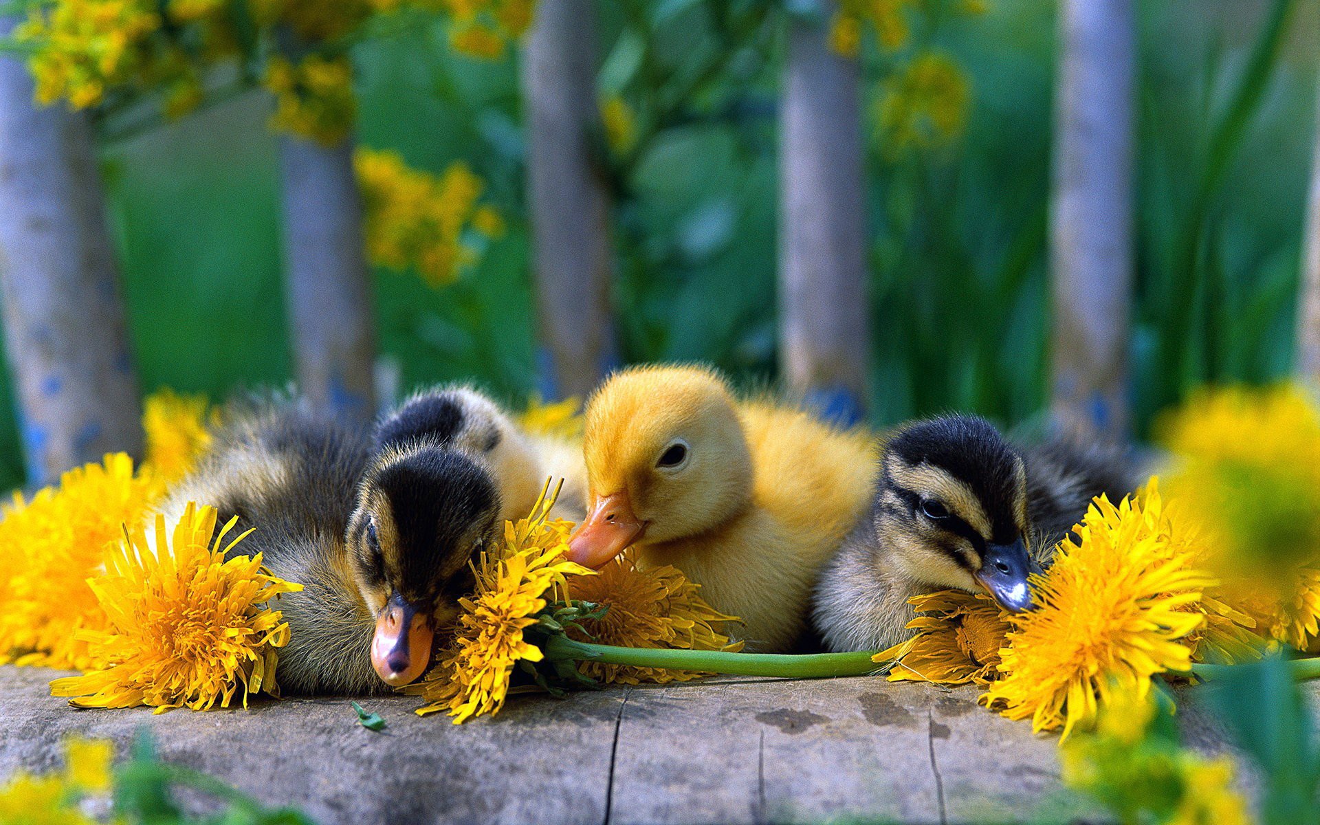 Download Animal Duck HD Wallpaper