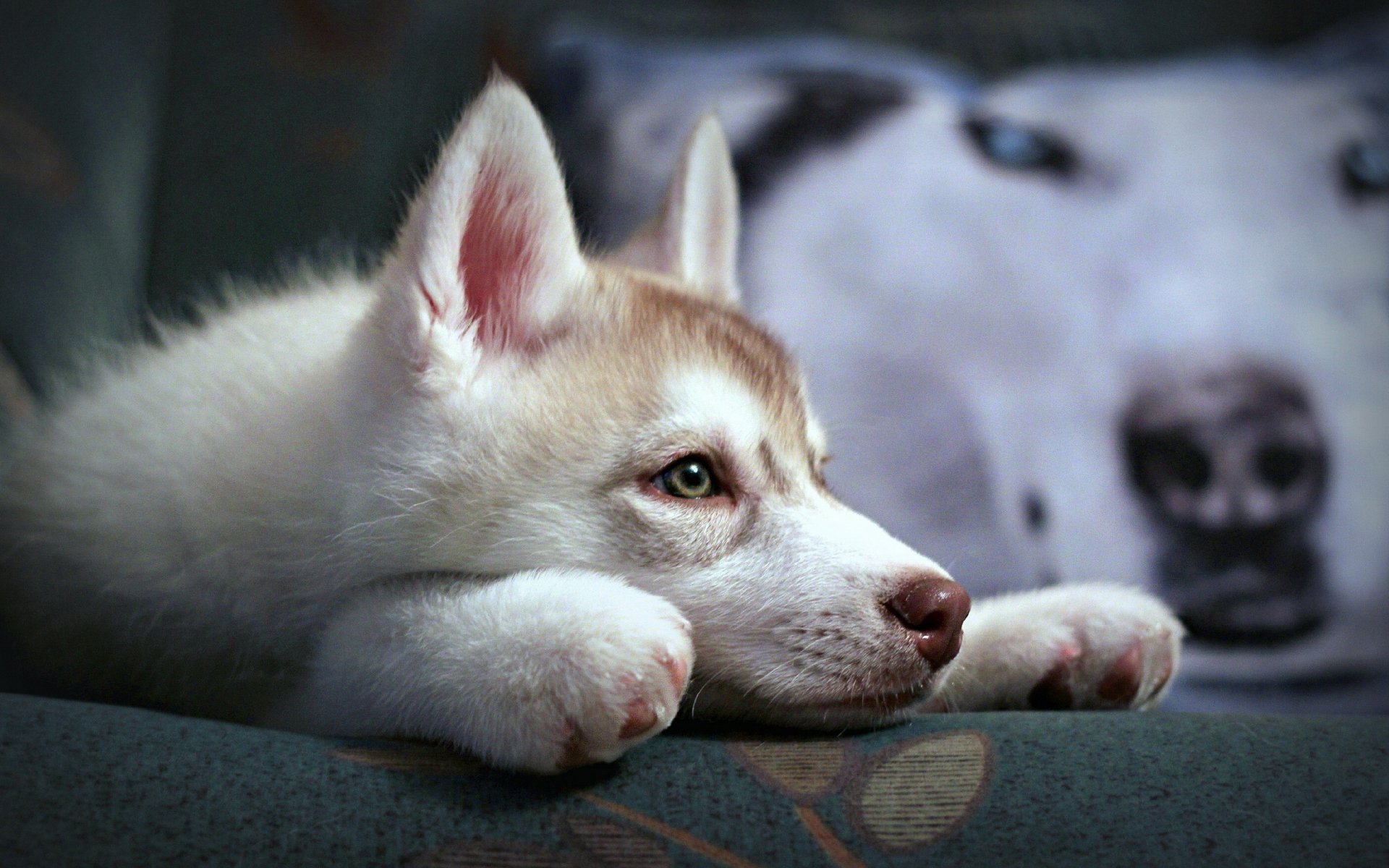 Download Animal Dog HD Wallpaper | 2560x1600 | Wallpaper Abyss