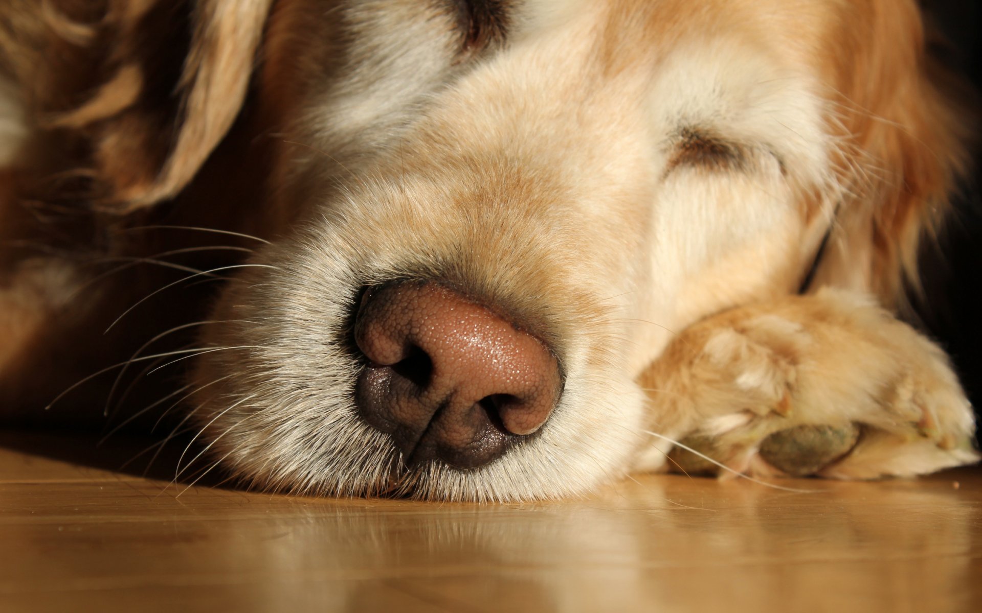 Close-up of a sleeping dog resting with eyes closed, featured as an HD PC desktop wallpaper and background.