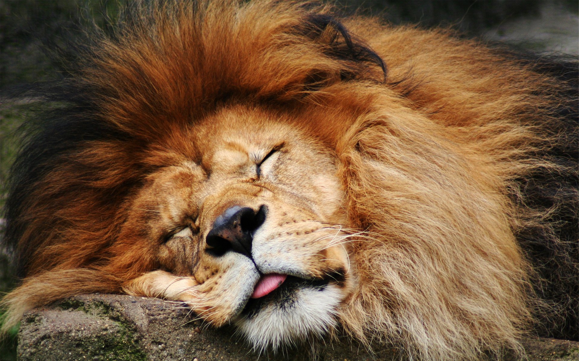 A majestic lion sleeps peacefully, showcasing its thick mane and serene expression, making a captivating HD PC desktop wallpaper and background.