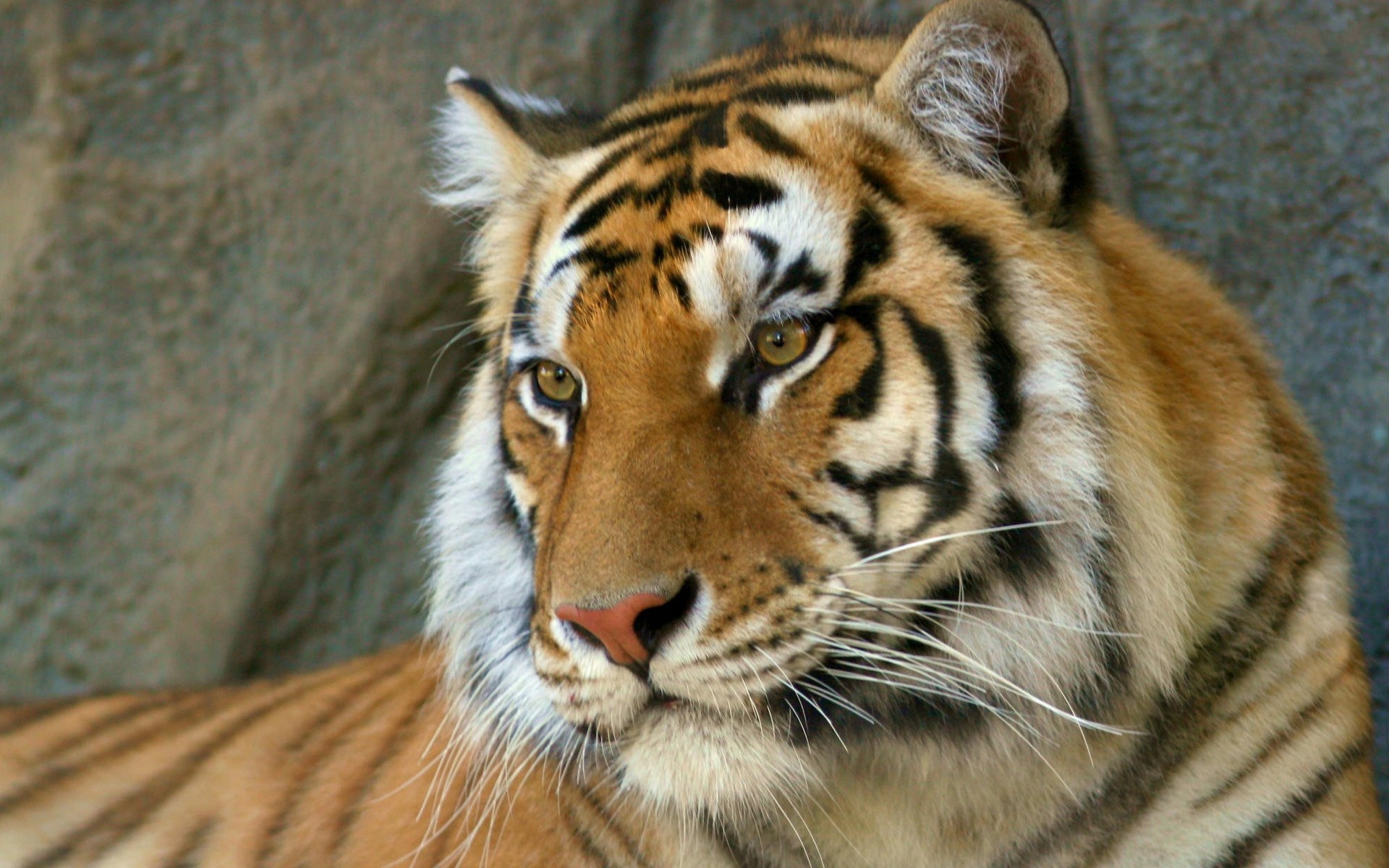 Close-up of a Bengal tiger, showcasing its striking features and vivid coloration, framed against a natural backdrop. This HD image serves as a captivating desktop wallpaper.