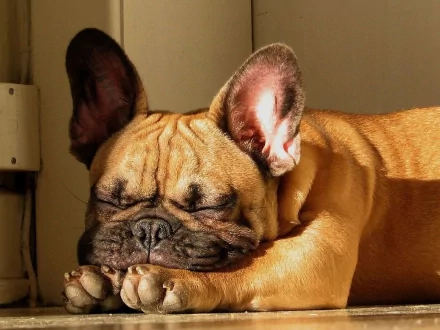 A cute French Bulldog peacefully sleeping, showcasing its adorable features and relaxed demeanor. This HD image serves as a charming desktop wallpaper and background.
