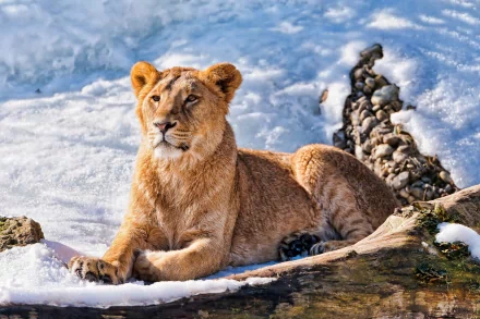 A lion rests on a log amidst a snowy landscape, showcasing its majestic presence in this high-definition desktop wallpaper and background.