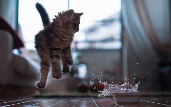 Animal Cat Cats Water Bowl Kitten HD Wallpaper | Background Image