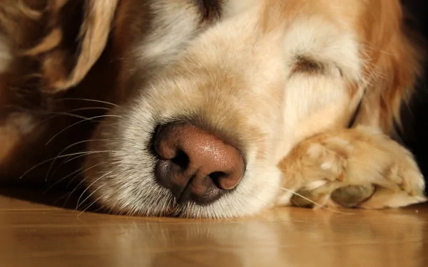 Close-up of a sleeping dog resting with eyes closed, featured as an HD PC desktop wallpaper and background.