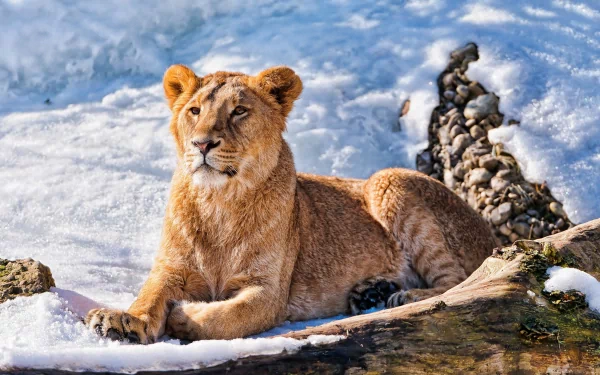 A lion rests on a log amidst a snowy landscape, showcasing its majestic presence in this high-definition desktop wallpaper and background.