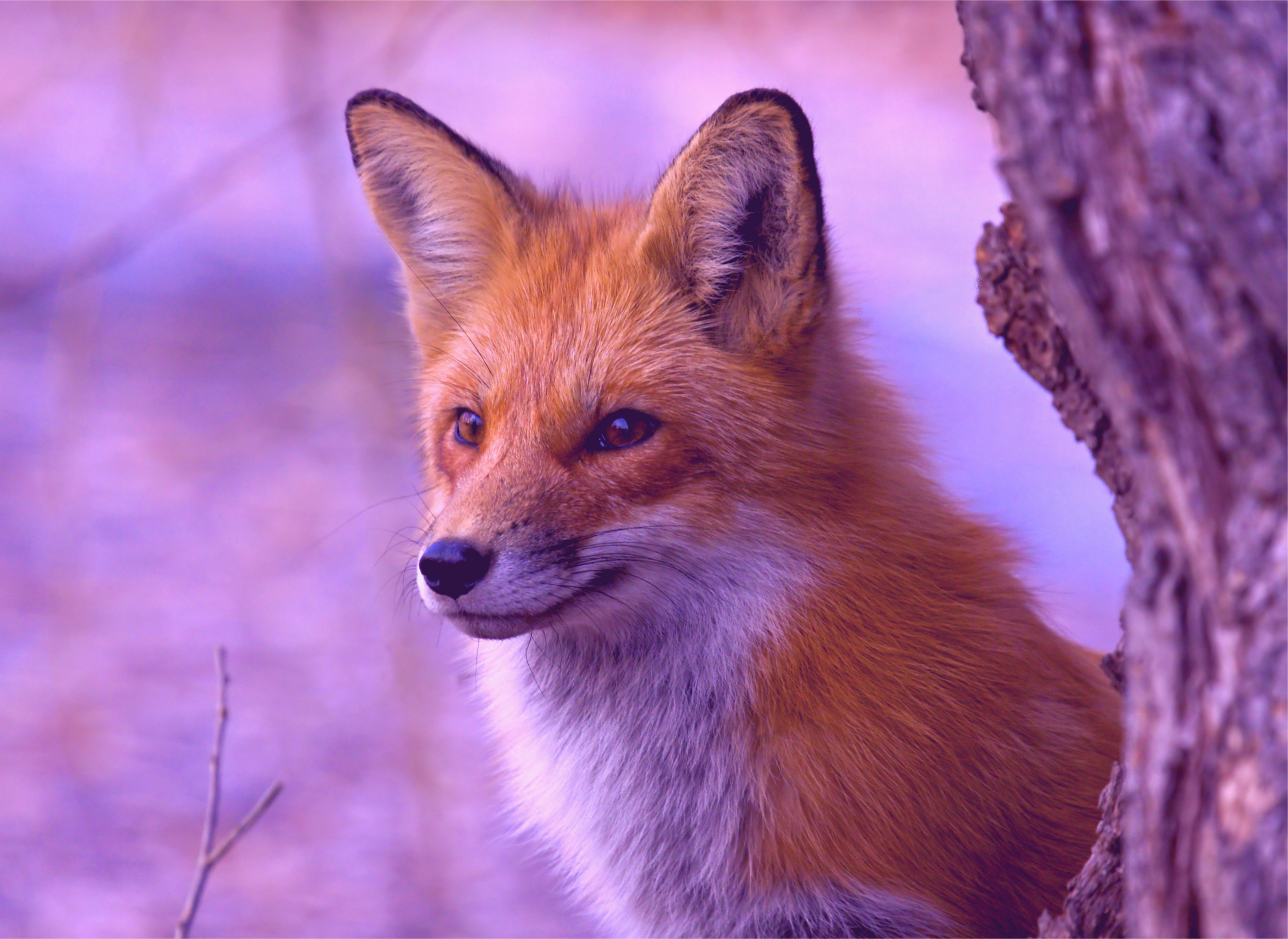 180+ 4K Fox Wallpapers | Background Images