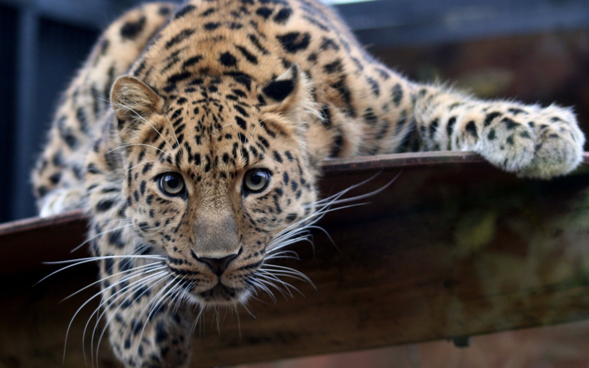 HD desktop wallpaper showing a leopard with striking spots, intently staring while lying on a wooden platform.