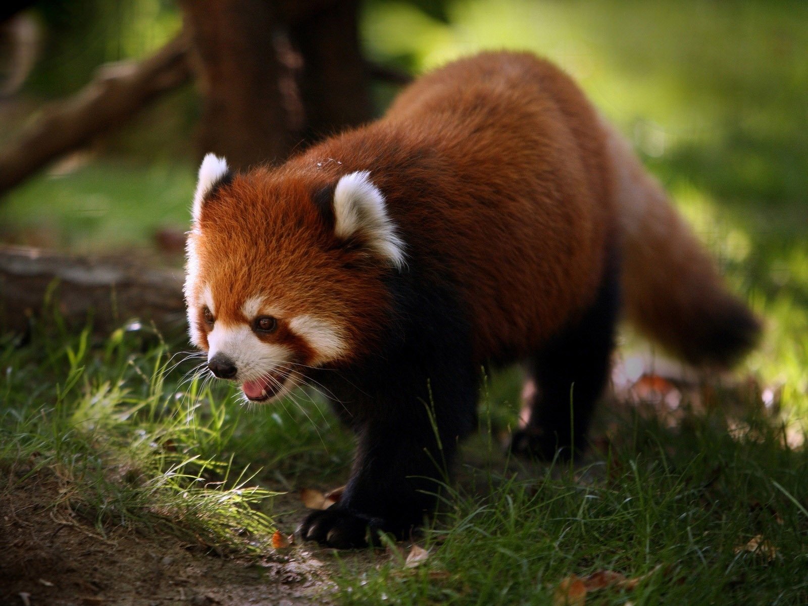 HD PC desktop wallpaper of a red panda (panda) walking on grass, warm reddish fur and white facial markings against a blurred nature background.