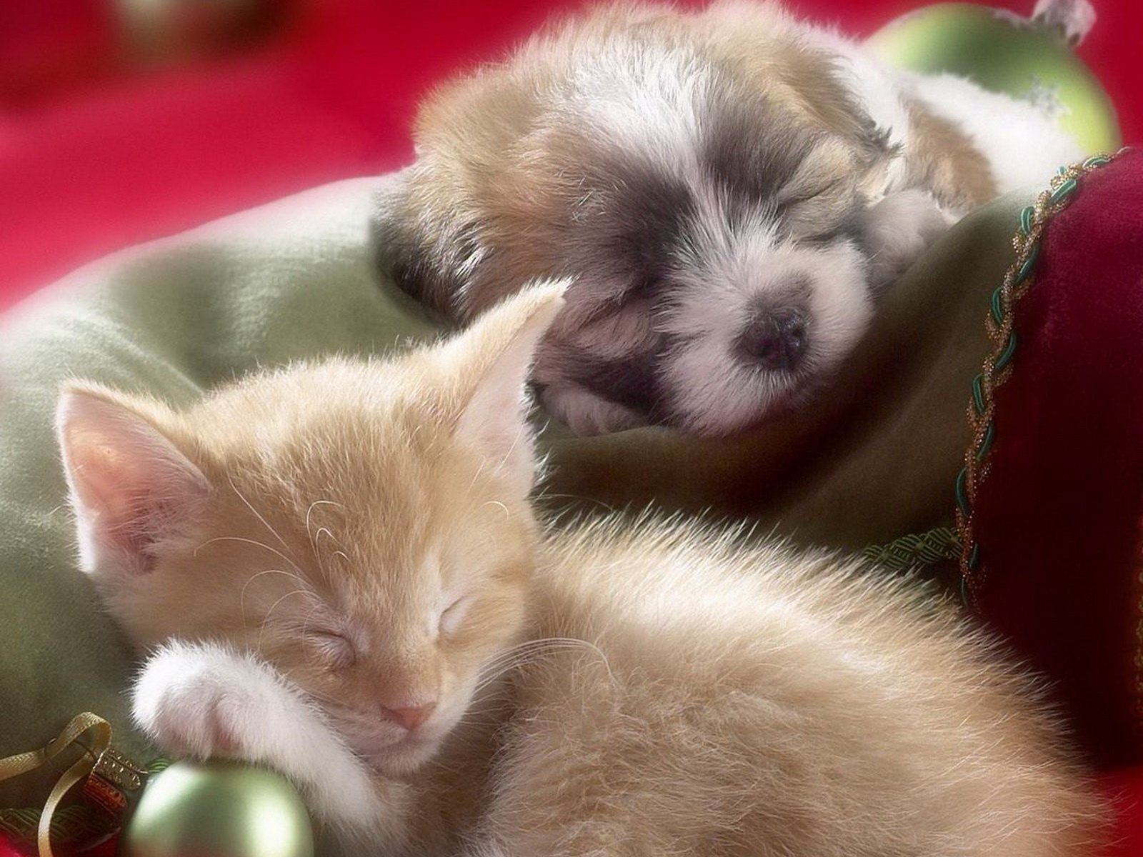 Download Animal Cute Wallpaper