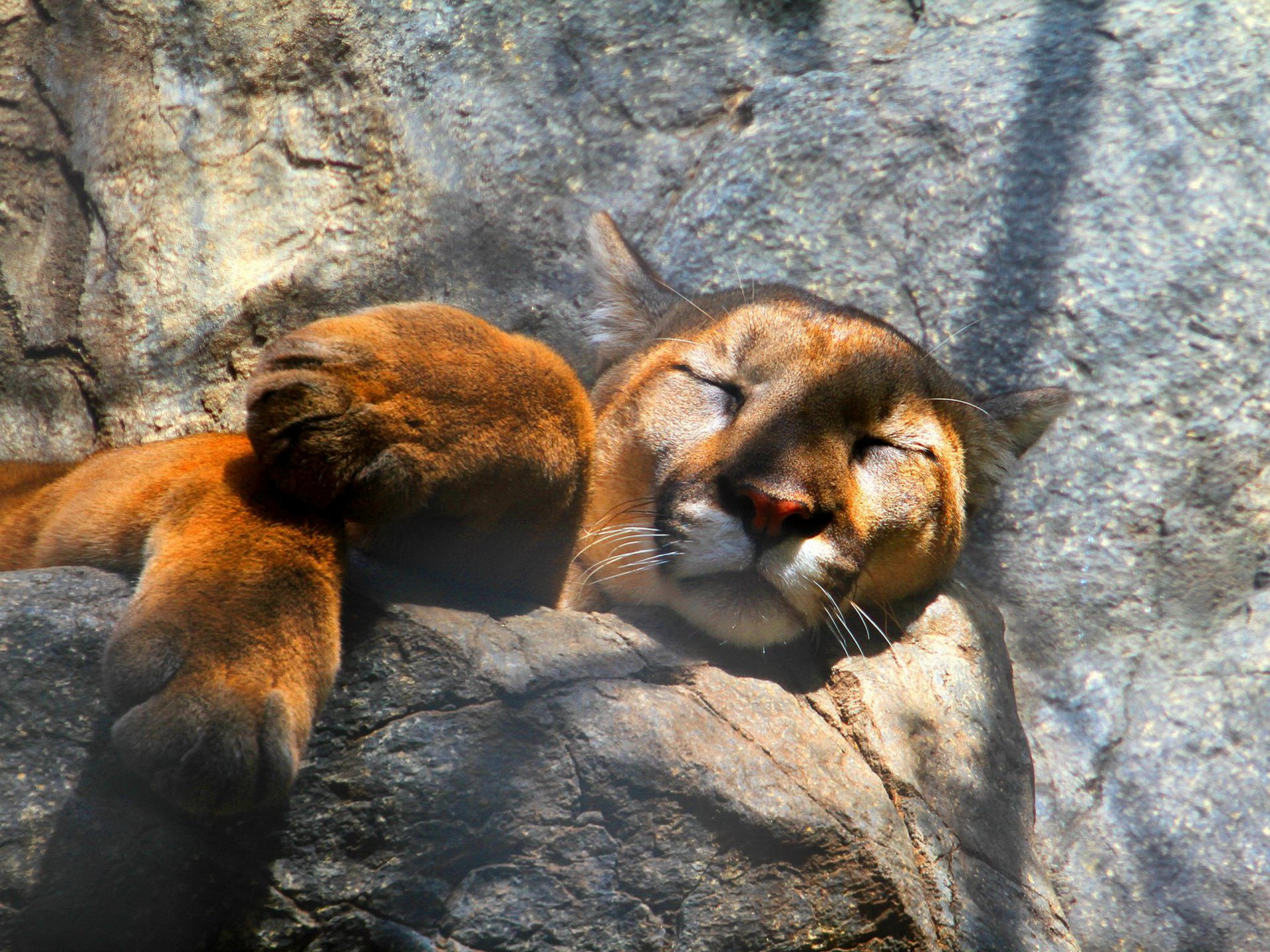 Download Animal Cougar HD Wallpaper