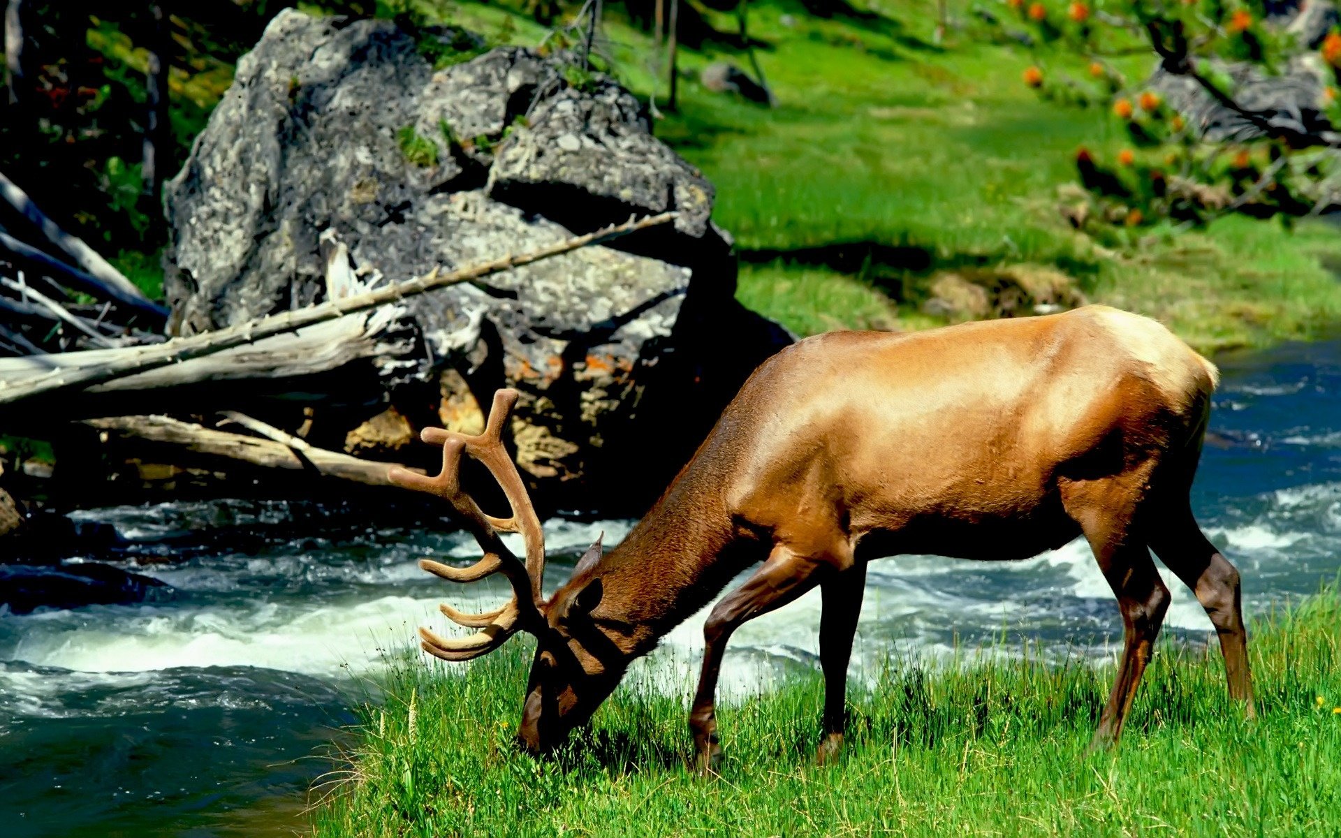 Cerf Fond D'écran HD | Arrière-Plan | 1920x1200 | ID:276197 - Wallpaper ...