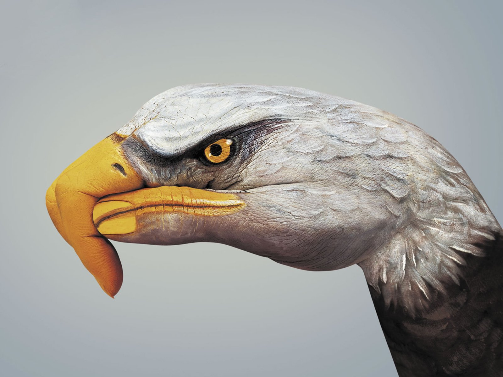Download Bird Hand Eagle Animal Artistic Wallpaper