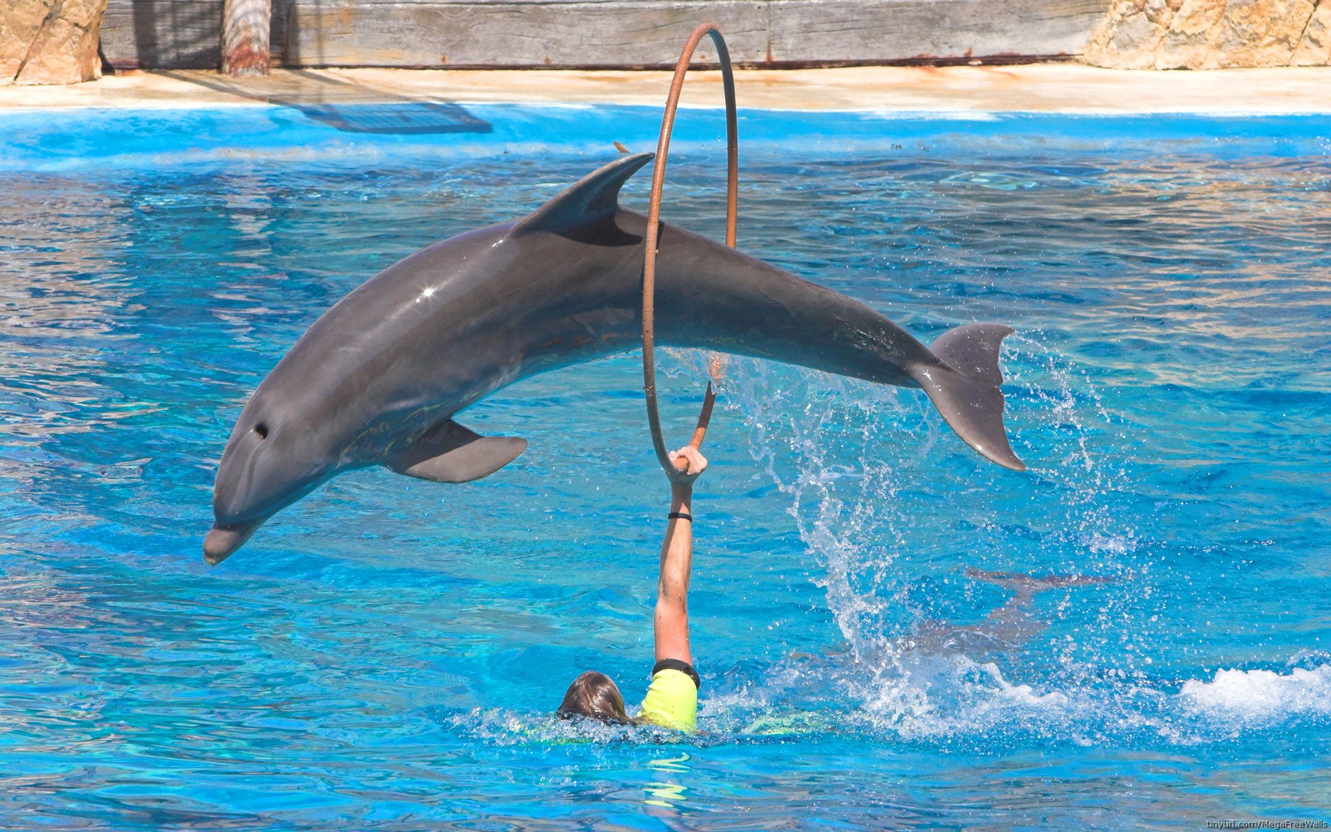 HD PC desktop wallpaper and background: a dolphin leaping through a hoop held by a trainer in a bright blue pool, showcasing the animal in mid-jump.