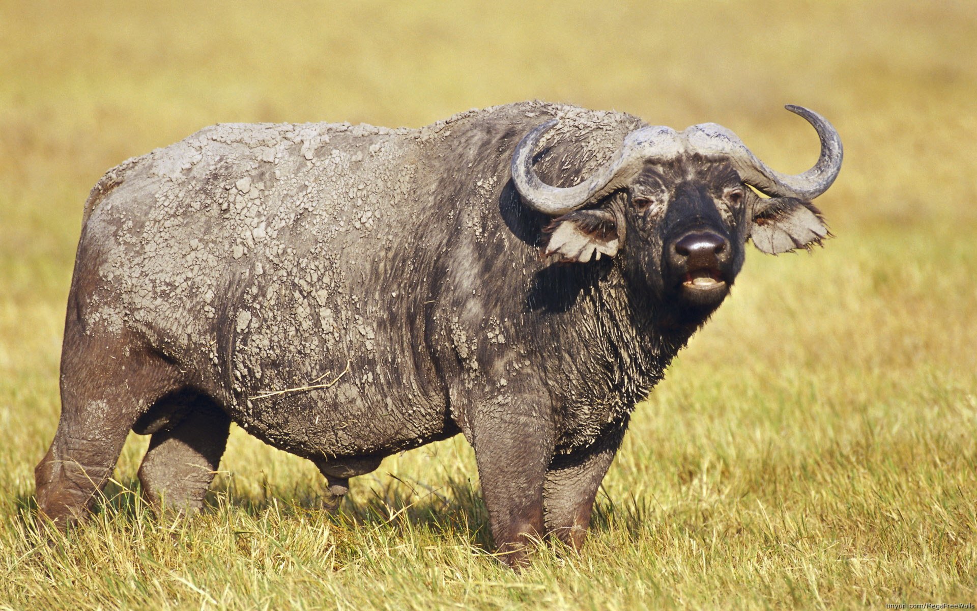 Majestic African Buffalo HD Wallpaper 1920x1200 Wallpaper Abyss