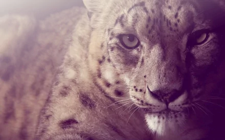 Close-up of a snow leopard, showcasing its striking features and unique fur patterns, set against a softly blurred background, creating an eye-catching HD wallpaper.