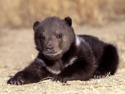 HD PC desktop wallpaper featuring a close-up of a young bear cub resting on dry ground with a blurred natural background.