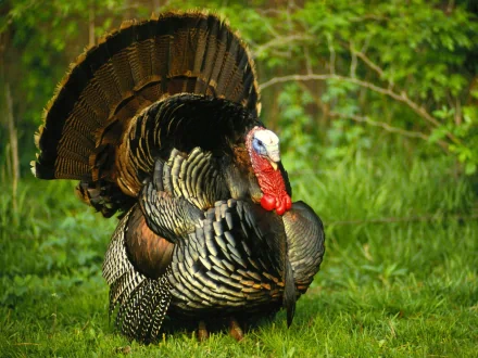 Animal turkey (bird) HD Desktop Wallpaper | Background Image