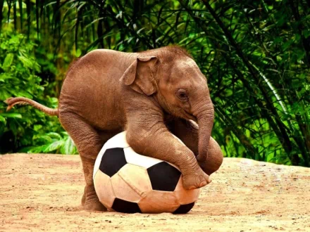 HD desktop wallpaper featuring an Asian elephant calf playfully interacting with a soccer ball in a lush, green forest background.