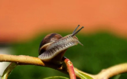 HD desktop wallpaper featuring a close-up of a snail on a branch with a blurred green and orange background.