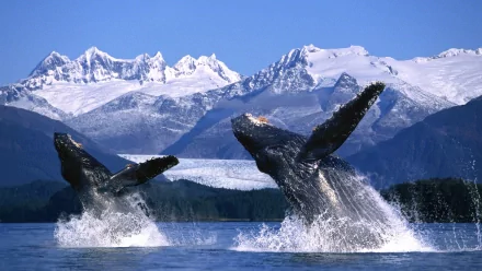 Two whales breaching in Alaskan waters, with stunning snow-capped mountains in the background, capturing the beauty of wildlife in a serene landscape.