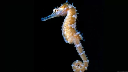 A vibrant seahorse glides gracefully against a dark background, creating a captivating image that serves as a stunning HD desktop wallpaper for animal lovers.