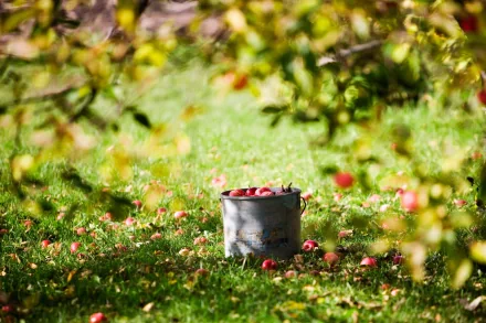 HD PC desktop wallpaper featuring a bucket filled with red apples resting on green grass beneath apple tree branches in a sunlit orchard.