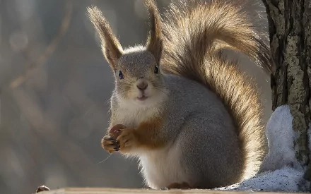 A charming squirrel holds a nut, its fluffy tail raised, set against a blurred natural background. This HD image makes a delightful desktop wallpaper for animal lovers.