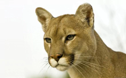 Close-up HD desktop wallpaper of a cougar with a clear white background showcasing the animal's detailed face and focused expression.