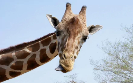 HD desktop wallpaper featuring a close-up of a giraffe against a clear blue sky with sparse tree branches in the background.