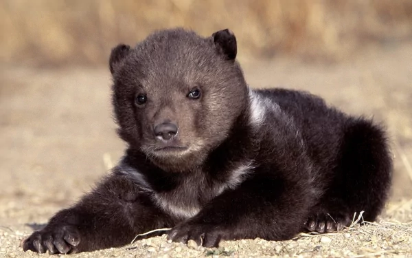 HD PC desktop wallpaper featuring a close-up of a young bear cub resting on dry ground with a blurred natural background.