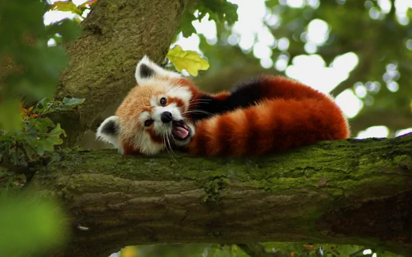 HD desktop wallpaper featuring a red panda resting on a tree branch, surrounded by lush green leaves in the background.