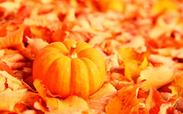 food pumpkin HD Desktop Wallpaper | Background Image