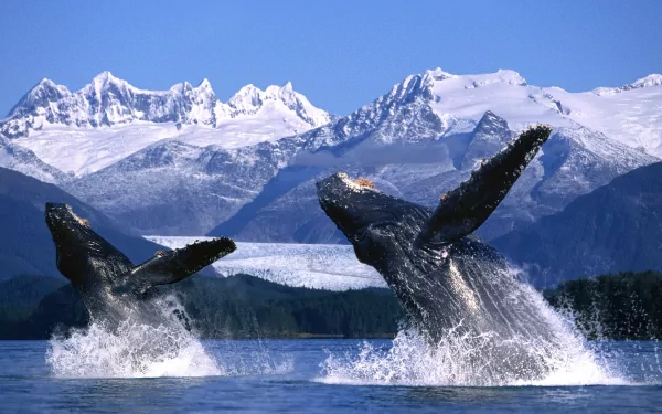 Two whales breaching in Alaskan waters, with stunning snow-capped mountains in the background, capturing the beauty of wildlife in a serene landscape.