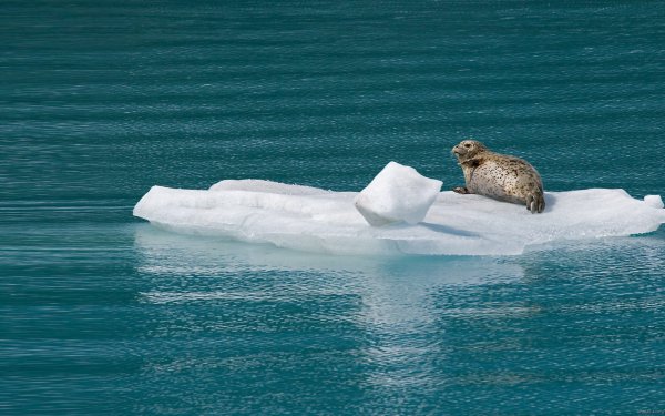 Animal Seal Seals Ice HD Wallpaper | Background Image