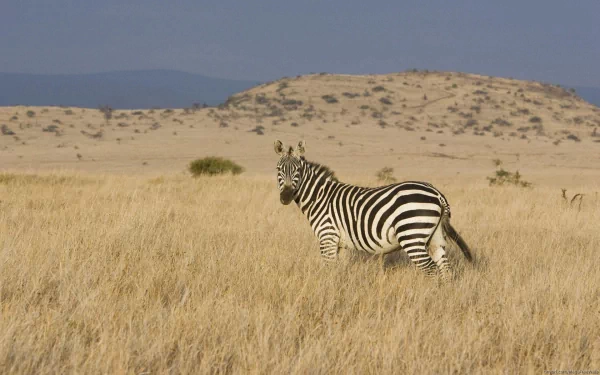 HD desktop wallpaper featuring a zebra standing in tall golden grass with hills and a clear sky in the background.