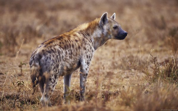 Animal Spotted Hyena HD Wallpaper | Background Image