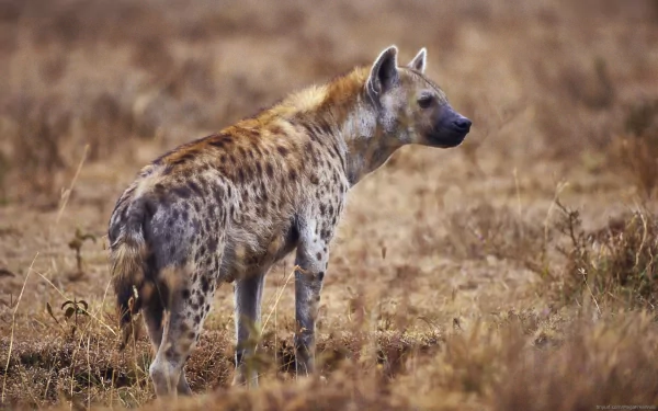 Spotted hyena standing in dry grassland, captured in high definition as a PC desktop wallpaper and background.