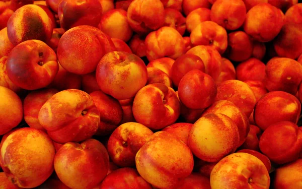 food nectarine HD Desktop Wallpaper | Background Image