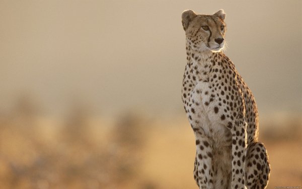 Animal Cheetah Cats Cat HD Wallpaper | Background Image