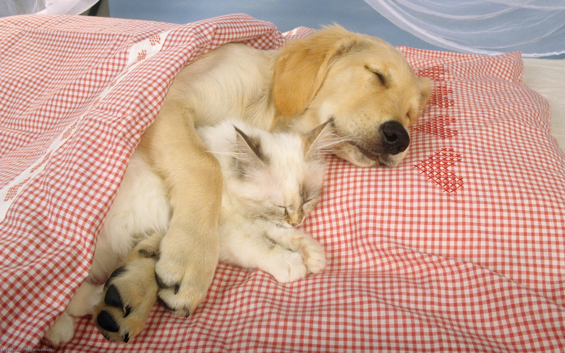 Dog cuddling a Cat in Bed by Scott Ford