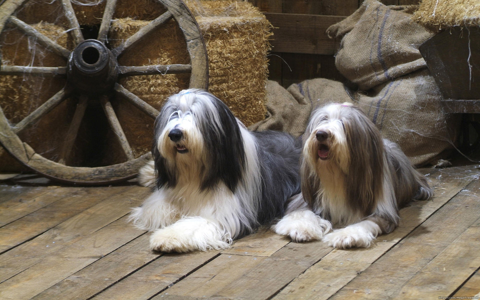 Bearded Collie portrait by Scott Ford