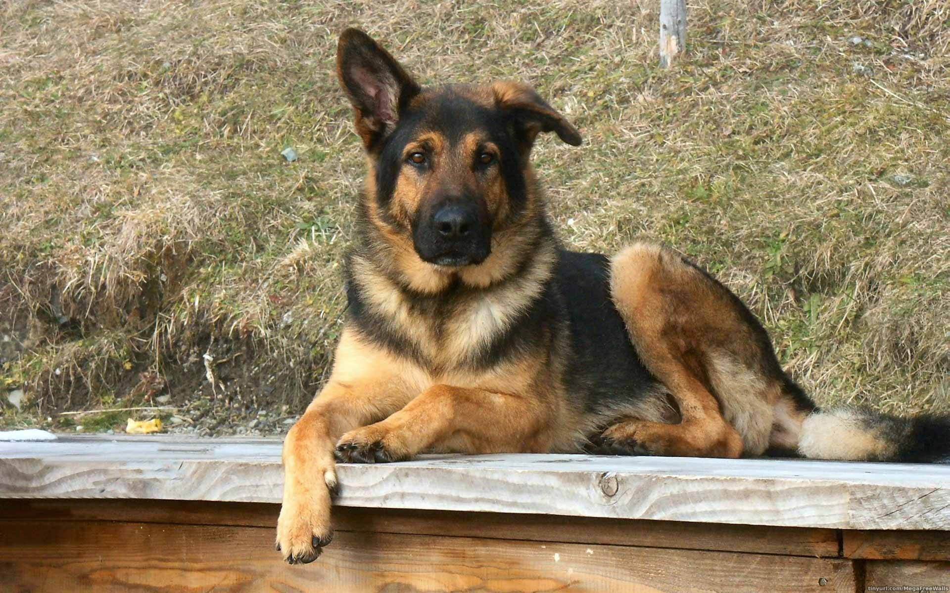 HD Wallpaper Of A Majestic German Shepherd Dog By Scott Ford