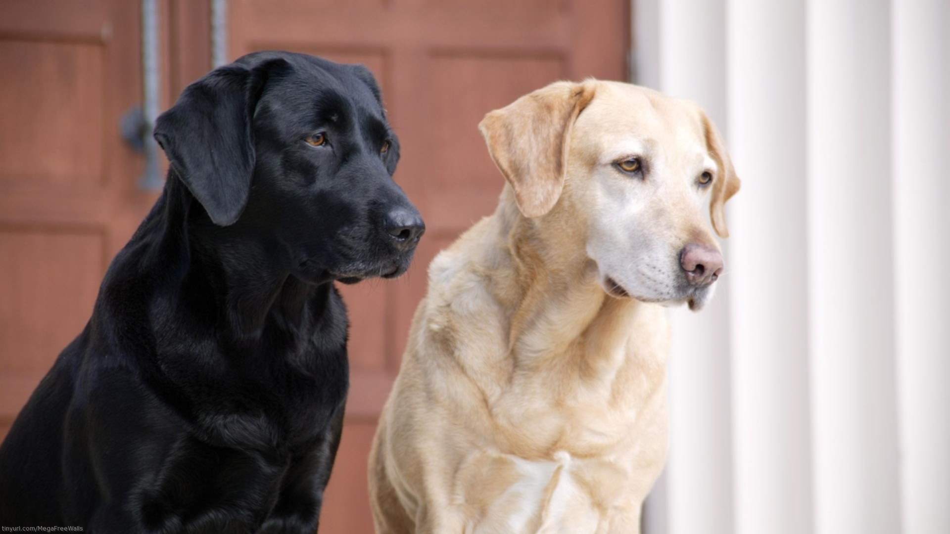 Labrador Retriever HD Wallpaper by Scott Ford