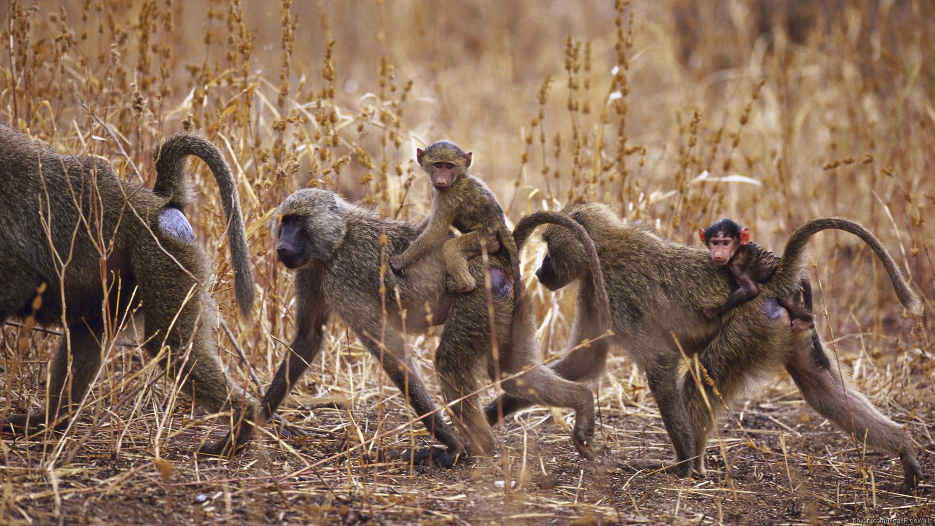 HD PC desktop wallpaper of a troop of olive baboons crossing dry grassland, with baby baboons clinging to the adults.